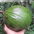 calabash nutmeg